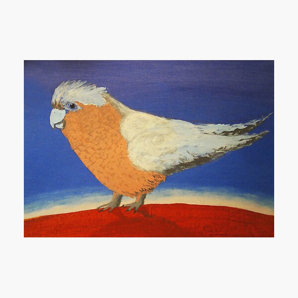 THE SLIGHTY GRUMPY GALAH (AUSTRALIA) Photographic Print