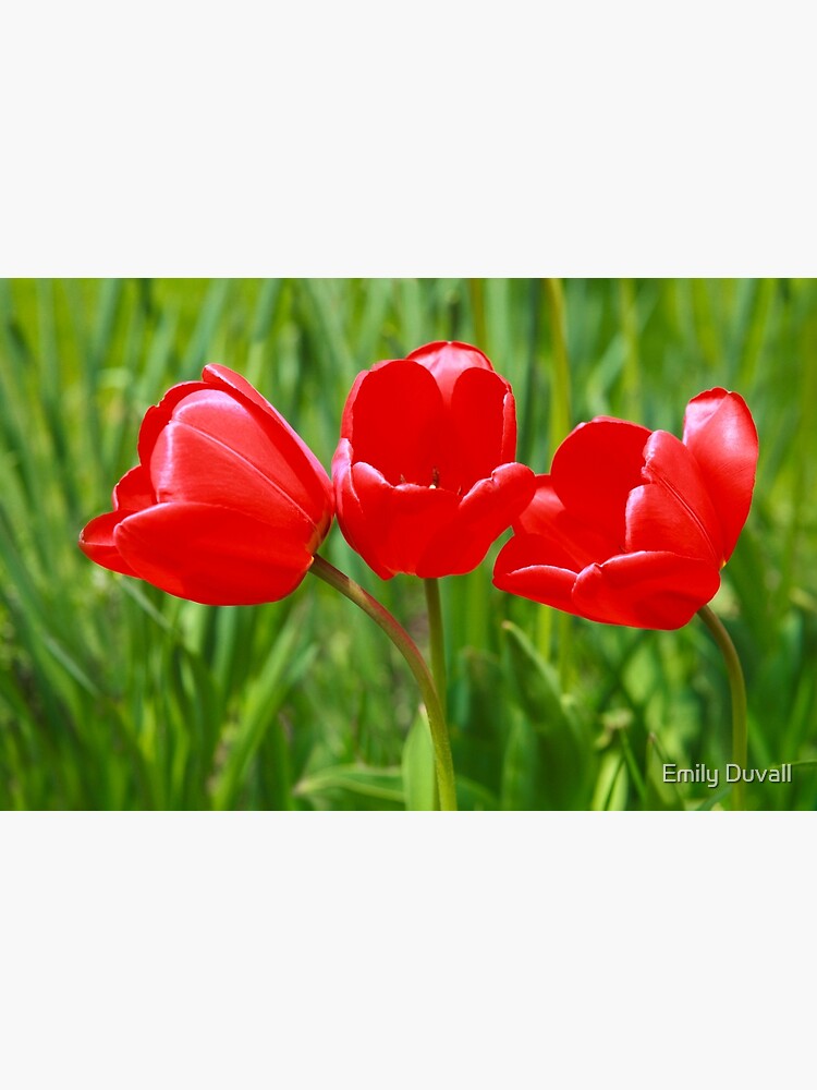 Three Tulips by PeaceAndBeauty