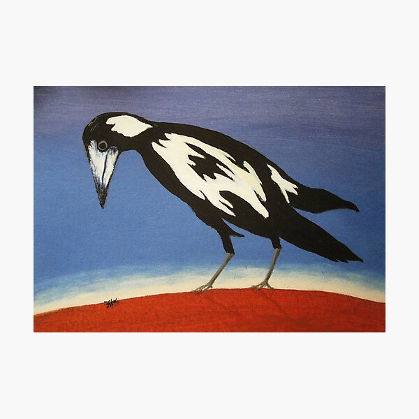 THE INQUISITIVE MAGPIE (AUSTRALIA) Photographic Print