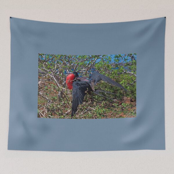 Item preview, Ecuador. Galapagos Islands. Frigatebird. designed and sold by vadim19.