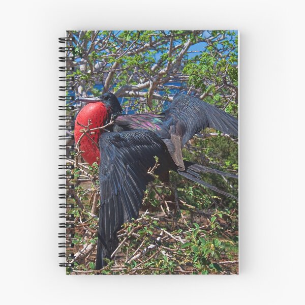 Item preview, Ecuador. Galapagos Islands. Frigatebird. designed and sold by vadim19.