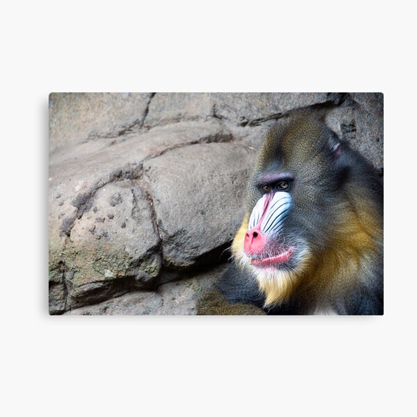 Melbourne Zoo Canvas Print