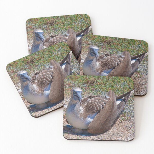 Item preview, Ecuador. Galapagos Islands. Blue-Footed Booby with the eggs. designed and sold by vadim19.