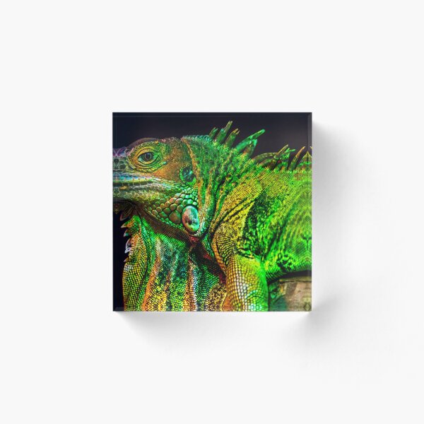 Aperçu de l'œuvre Caméléon créée et vendue par Kana Photography.