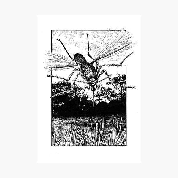 Giant Mosquito Photographic Print