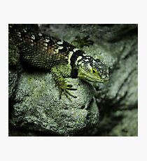 Nature Photographic Print