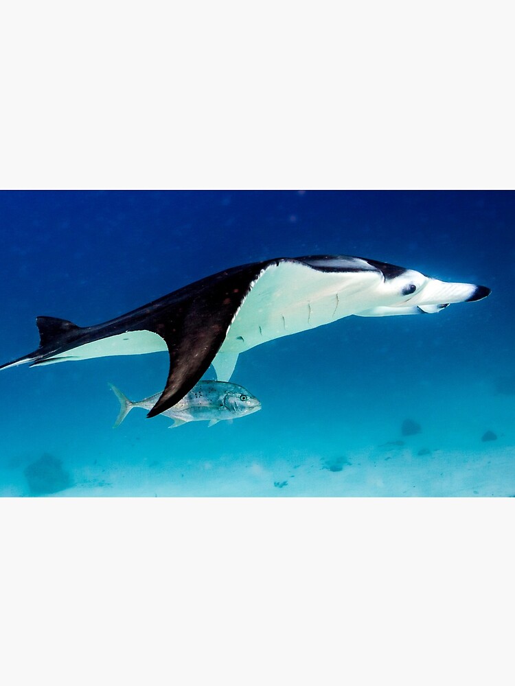Manta companion by DavidWachenfeld