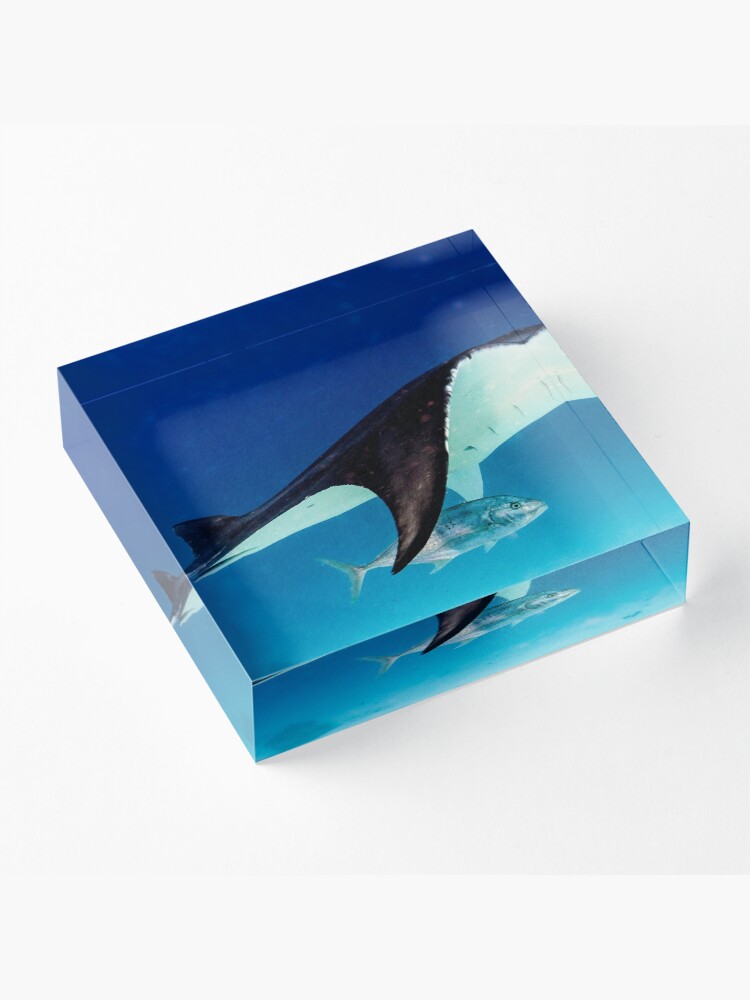 Alternate view of Manta companion Acrylic Block