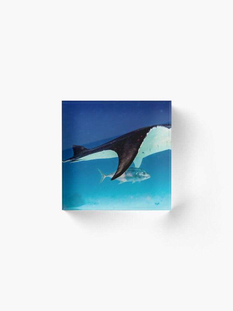 Alternate view of Manta companion Acrylic Block