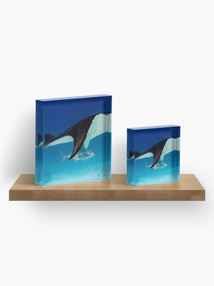 Alternate view of Manta companion Acrylic Block