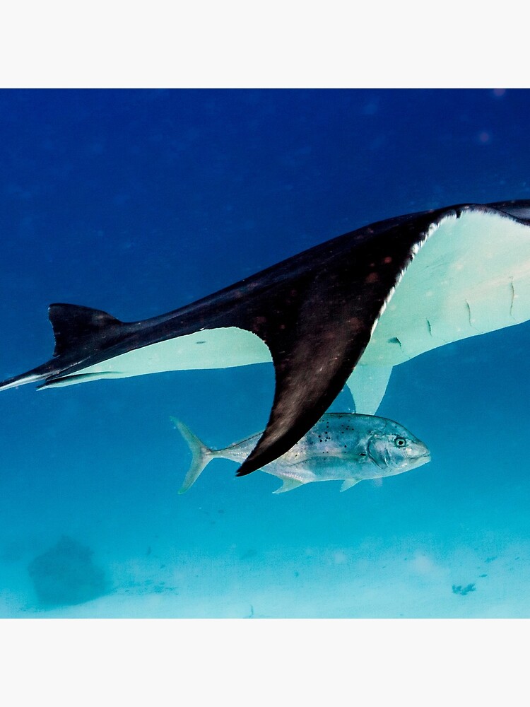 Manta companion by DavidWachenfeld