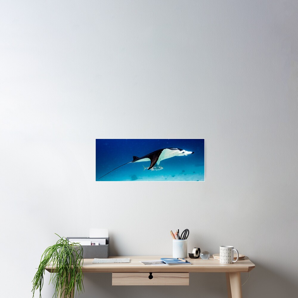 Manta companion Poster