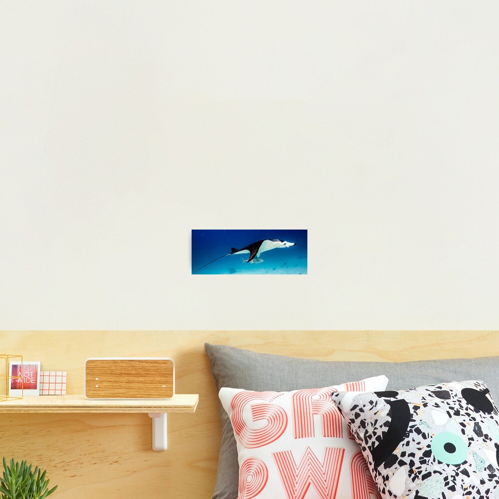 Manta companion Photographic Print