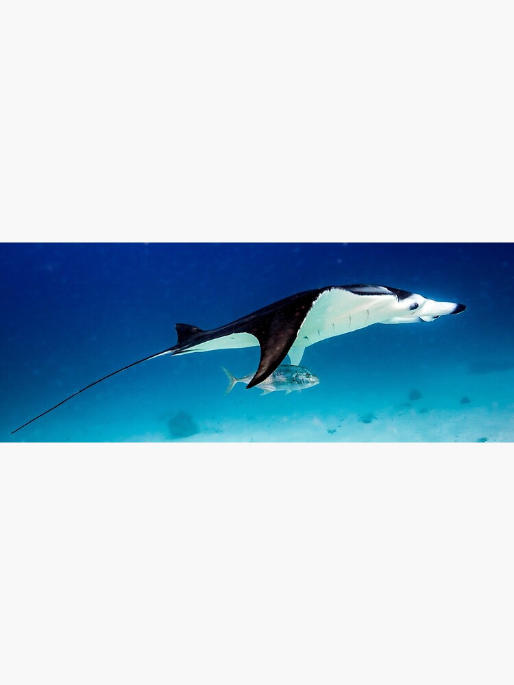 Manta companion by DavidWachenfeld