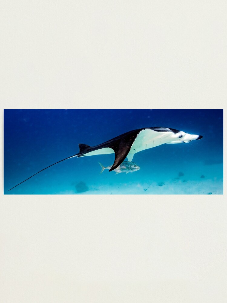 Alternate view of Manta companion Photographic Print