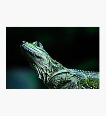 Nature Photographic Print