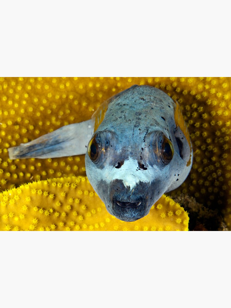 Ugly enough to be cute by DavidWachenfeld