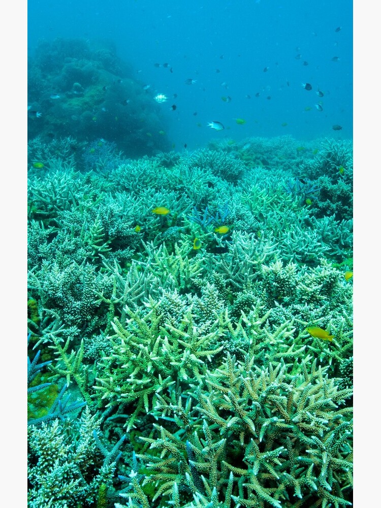 Coral gardens by DavidWachenfeld