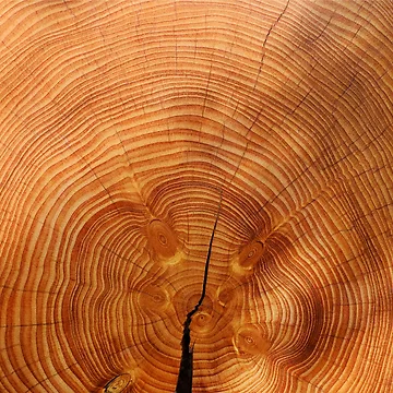Artwork thumbnail, Growth Rings by ColorfulCortex