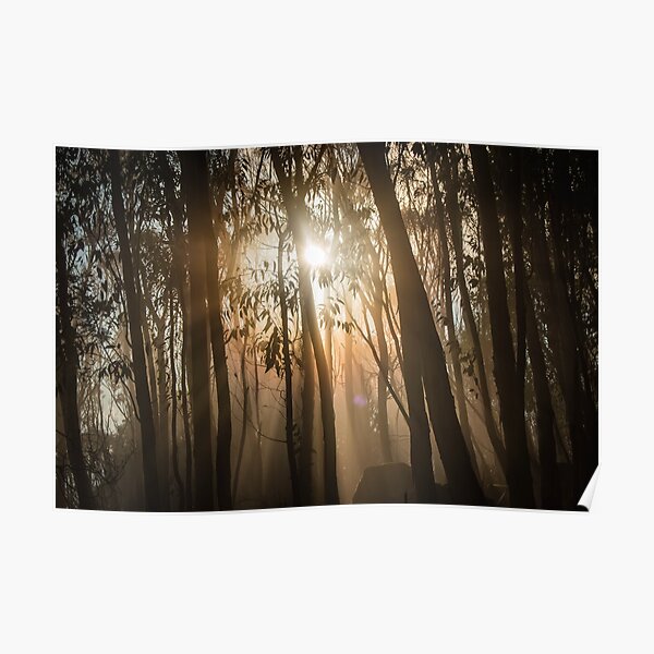 Mount Macedon Fog Through the Trees Poster