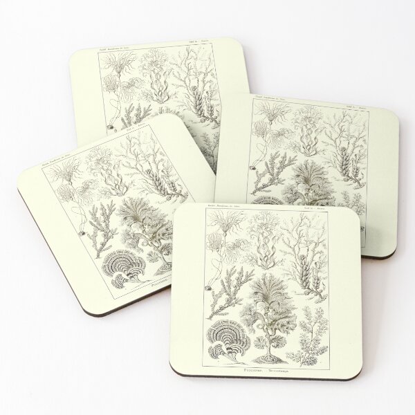 Item preview, Plate 15. Fucoidea (now Fucaceae) are a family of brown algae (seaweed designed and sold by Squirrox.