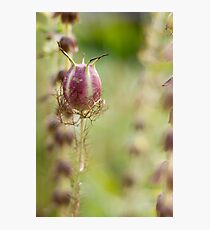 Nigella Seed Head Photographic Print