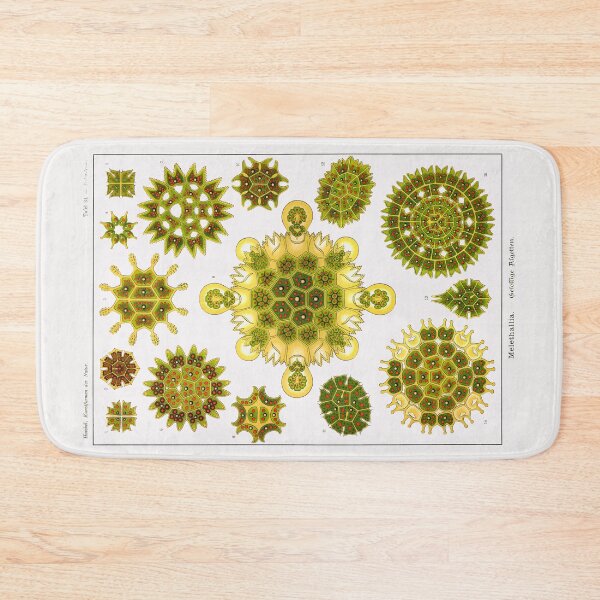 Item preview, Plate 34. Melethallia, a fresh-water algae. designed and sold by Squirrox.