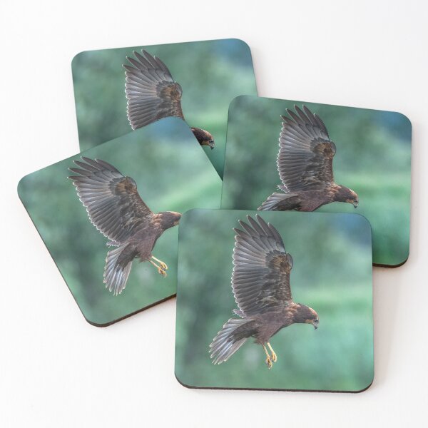Item preview, Juvenile Marsh Harrier Circus aeruginosus designed and sold by GadgetgazPhoto.