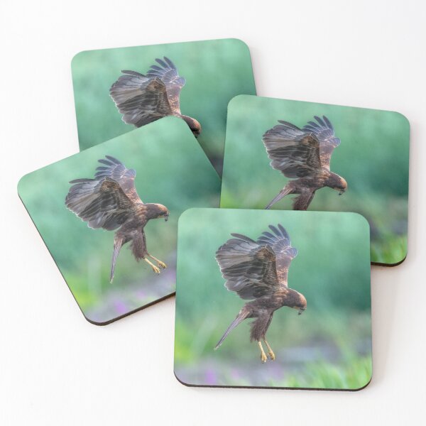 Item preview, Juvenile Marsh Harrier 2 Circus aeruginosus designed and sold by GadgetgazPhoto.