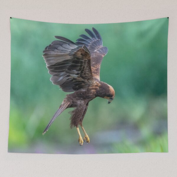 Item preview, Juvenile Marsh Harrier 2 Circus aeruginosus designed and sold by GadgetgazPhoto.