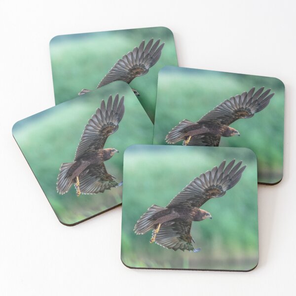 Item preview, Juvenile Marsh Harrier 3 Circus aeruginosus designed and sold by GadgetgazPhoto.