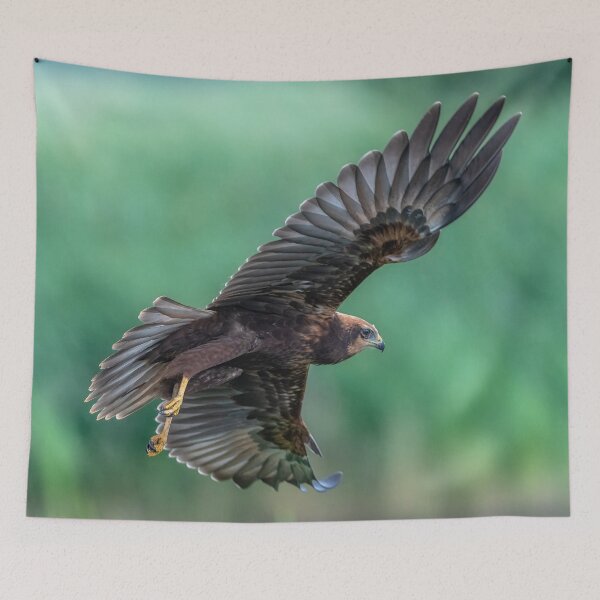 Item preview, Juvenile Marsh Harrier 3 Circus aeruginosus designed and sold by GadgetgazPhoto.
