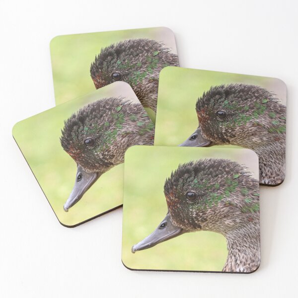 Item preview, Moulting falcated duck designed and sold by GreyFeatherPhot.