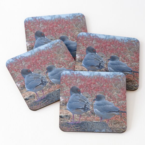 Item preview, Ecuador. Galapagos Islands. South Plaza Island. Swallow-tailed Gulls. designed and sold by vadim19.