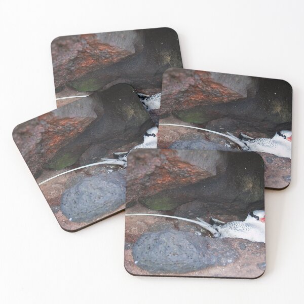 Item preview, Ecuador. Galapagos Islands. South Plaza Island. Red-billed Tropicbird in the nest. designed and sold by vadim19.