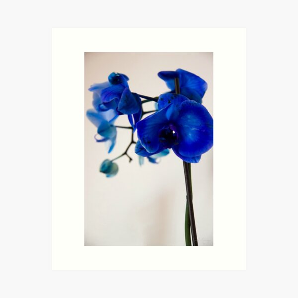 Impressions artistiques sur le thème Orchid%c3%a9e Bleue | Redbubble