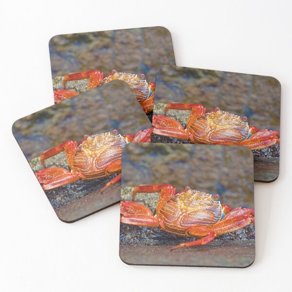 Item preview, Ecuador. Galapagos Islands. Santa Cruz Island. Crab. designed and sold by vadim19.