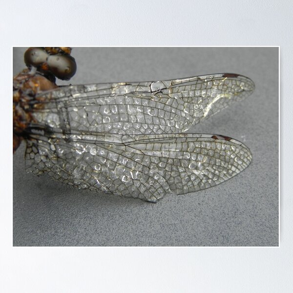 Item preview, Water Wings 2037 designed and sold by Martha Medford.