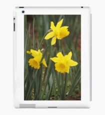 Daffodils iPad Case/Skin