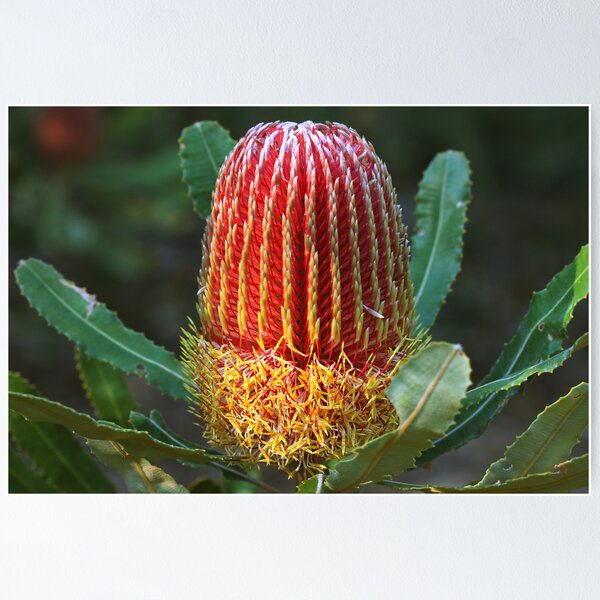 Item preview, Banksia menziesii designed and sold by andrachne.