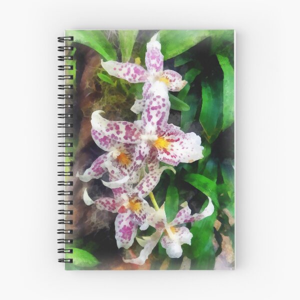 Item preview, Elegant Beallara Orchid designed and sold by Susan Savad.