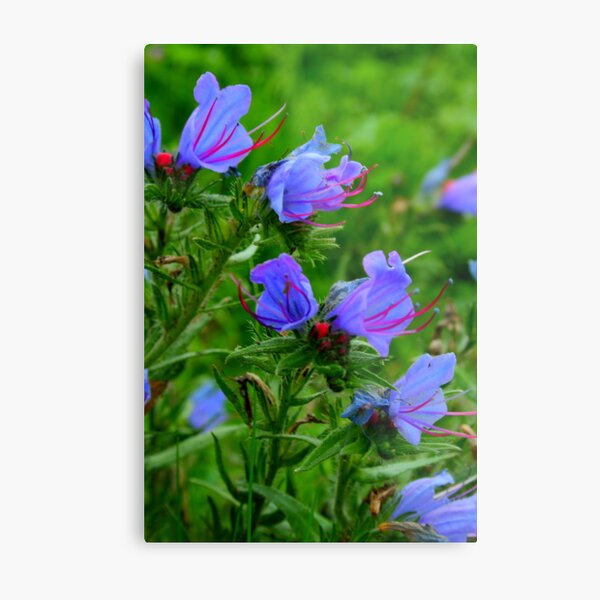 Viper Bugloss Metal Print