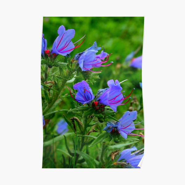 Viper Bugloss Poster