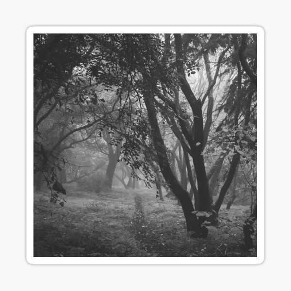 239 - Foggy morning Sticker