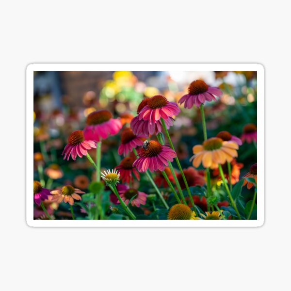 Item preview, Coneflowers designed and sold by Cathy Donohoue.