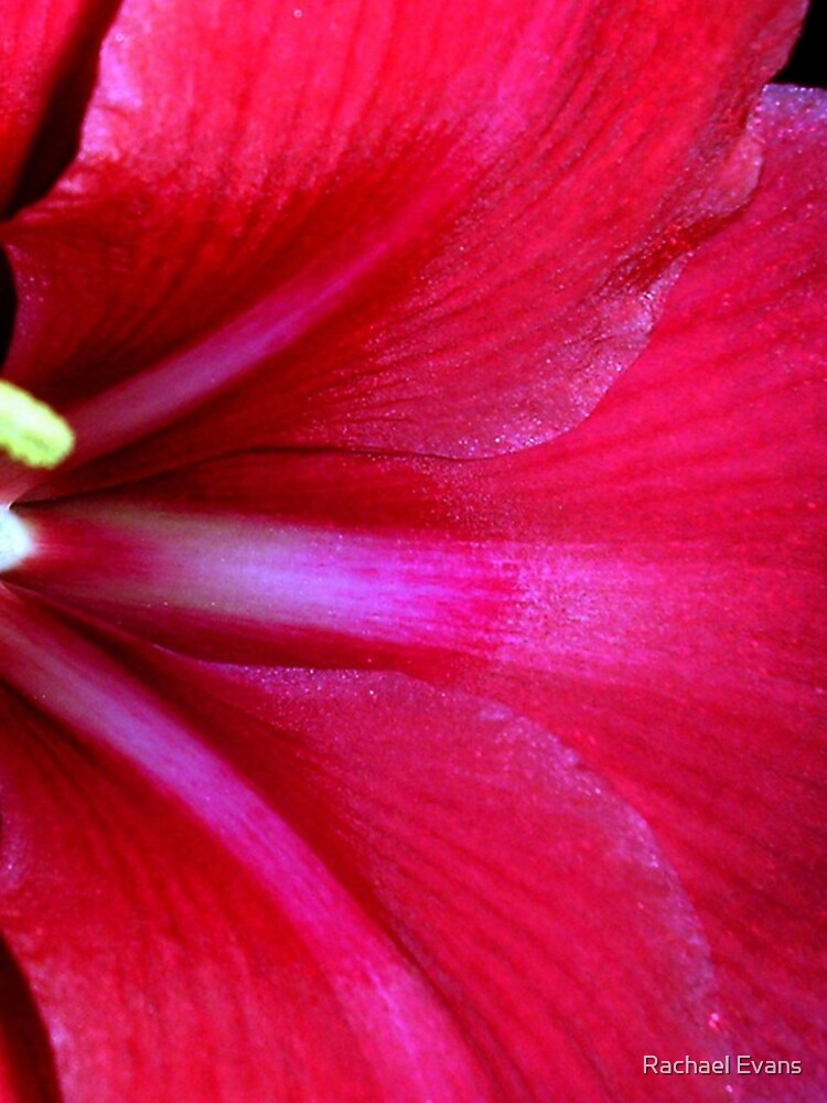 Imagen 4 de 4, Funda de iPhone con la obra Amaryllis, diseñada y vendida por Rachem.