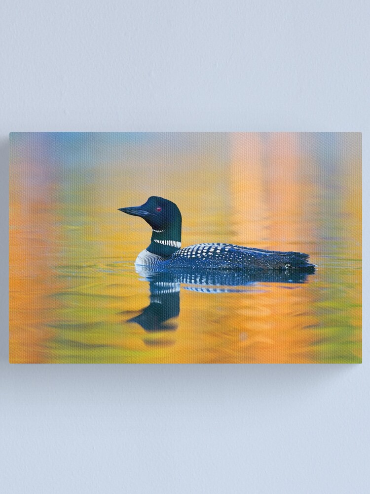 Alternate view of Rainbow Loon - Common Loon Canvas Print