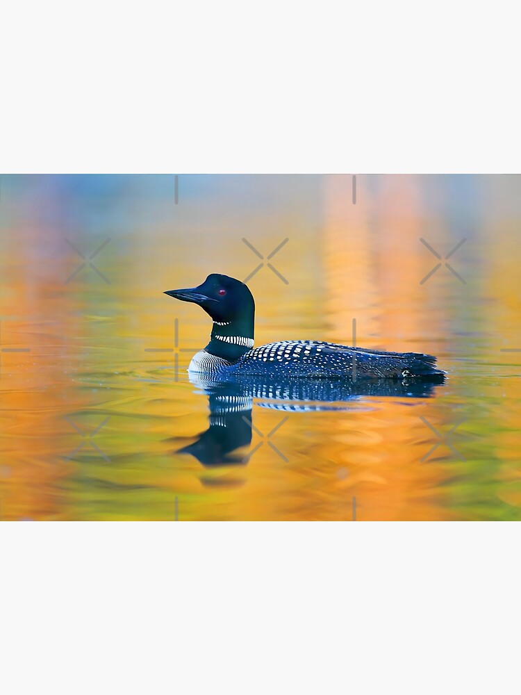 Rainbow Loon - Common Loon by darby8