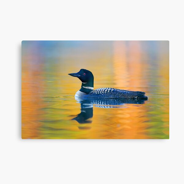 Rainbow Loon - Common Loon Canvas Print