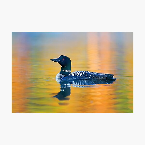 Rainbow Loon - Common Loon Photographic Print